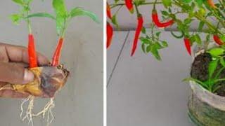 Unique skill to grow chilli plant from chilli with eggplant  step-by-step guide