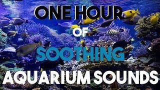 NO ADS One Hour of Aquarium Sounds  Soothing Bubbles  Room Ambiance
