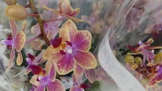 Обзор орхидей Ашан г.Москва 30 января
