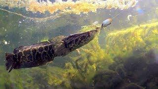 Ловим змееголова. Озеро Балхаш  Планета рыбака ©