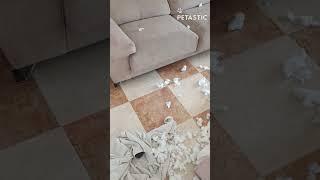 Busted Dogs Hilarious Decorating Mishap Will Make You LOL