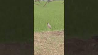 Red-wattled lapwing birds real voice