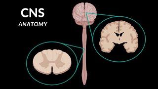 Overview of the CNS Pars Neurons Neuroglia White and Grey Matter Development - Anatomy
