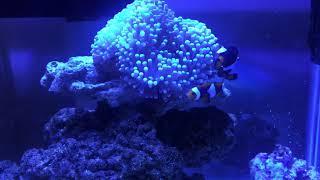 Onyx Clownfish And Anemone