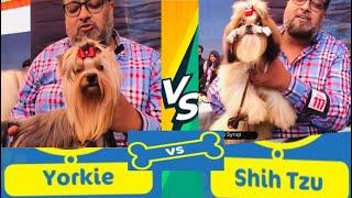 Yorkshire Terrier vs Shih Tzu Dog Breed - History Behaviour and Grooming