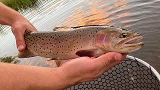 EXPLORING and FISHING Mountain Lakes & Streams for WILD Trout Catch & Cook