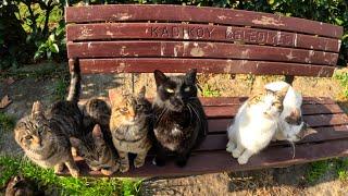 A park that belongs to all the friendly stray cats