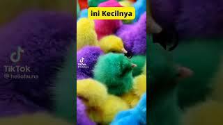 ayam warna warni#ayamrainbow