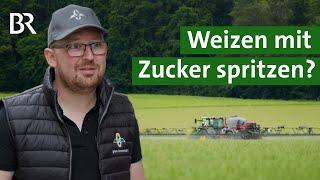 Ungewöhnliche Methode mehr Ertrag Was bringt es Weizen mit Zucker zu spritzen? Unser Land  BR