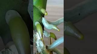 ПОЛИВАЮ орхидеи ЙОДОМ ЛИМОННОЙ БОРНОЙ КИСЛОТАМИ корни ПРУТ орхидеи ЭТО ЛЮБЯТ