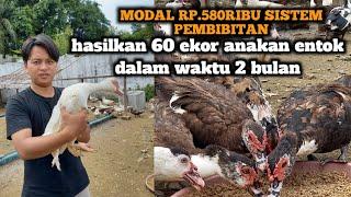 modal 5 ekor induknya dan 1 ekor pejantan hasilkan 60 ekor anakan entok dalam waktu 2 bulan