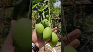 Grow Mango Plant in Pot  FULL INFORMATION #mango #mangoes #fruitplant #fruits #urbangardening