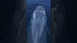 It’s like a living submarine Amazing drone view of the Blue Whale