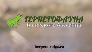 Травяная лягушка Rana temporaria