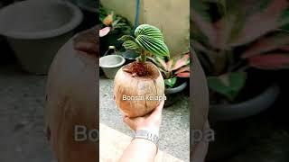 Cara Bonsai kelapa unik
