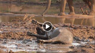 Massive Buffalo Cant Resist a Good Mud Wallow