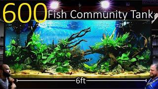 600 Fish Nano Community Tank EPIC 6ft 500 Litre Planted Aquascape Tutorial