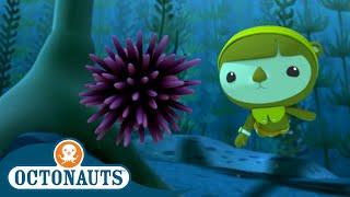 Octonauts - The Urchin Invasion  Cartoons for Kids  Underwater Sea Education