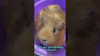 I tried to get the waiters attention.....                          Cute but Evil #guineapigs