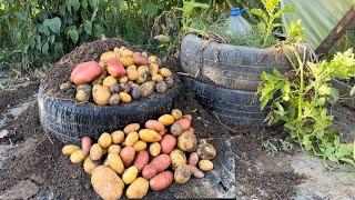 Dört tane tekerlekle 40 kg patates yetiştirdim