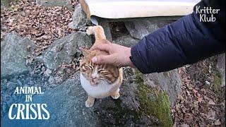 Bullied Cat Bursts Into Tears By A Mans Love Who Became His First Friend  Animal in Crisis EP217