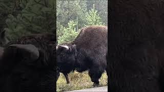 Misty Morning Yellowstone Buffalo Jam  #yellowstonenationalpark #wildlife