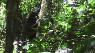 Genito-genital rubbing of bonobo females