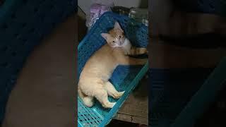 kucing lucu tingkah laku kucing