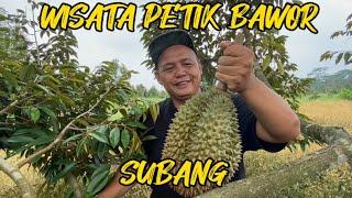 Wisata Petik Durian Bawor Lancip Di Subang