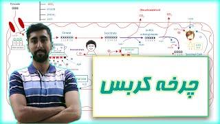 چرخه کربس، غول بیوشیمی به زبان ساده