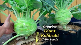 Growing Giant Kohlrabi from Seed to Harvest - Step by Step