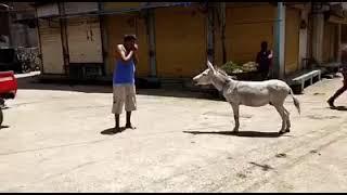 #funny  #video   #in #front #of  #donkey # man #makes #donkey #sound  #donkey #aslo #replies