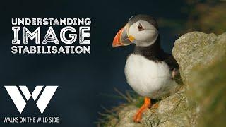 Image stabilisation everything a wildlife photographer needs to know