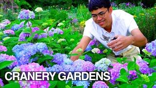 Beautiful Perennial Cut Flower Garden Tour Early Summer