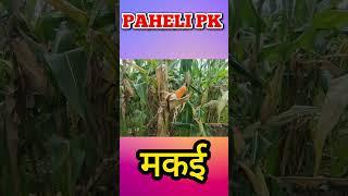 viral funny bhojpuri paheli #pahelipk #ytshorts #pahelyan