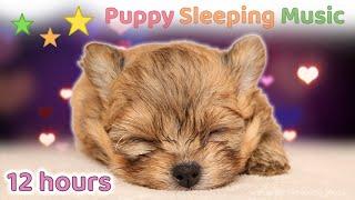  12 HOURS  Puppy Sleeping Music   Pomeranian Puppy  Calm & Gentle  Relaxing dog music 