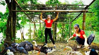 Build a Fence To Raise Geese - Vegetable Garden - Cooking  Phuong Daily Harvesting