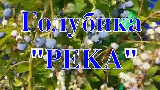 Голубика РЕКА в Подмосковье. Сорта голубики. ТопСад