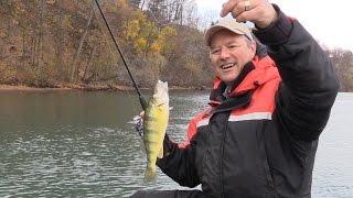 How to Catch Perch - Perch Tips using Live Minnows
