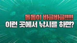 바다 속에 수중드론을 넣었더니 돌돔이 바글바글 선상 돌돔낚시 다대기 조황