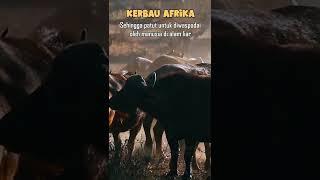 Fakta Unik Kerbau Afrika Yang Pemarah #kerbau #hewan #alam