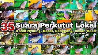 35 Perkutut Suara & irama berbeda menurut kamu mana paling merdu dan langka