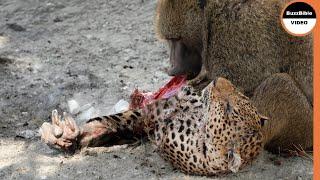 This Baboon Took Revenge on The Leopards Mother