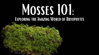 Mosses 101 Exploring the Amazing World of Bryophytes