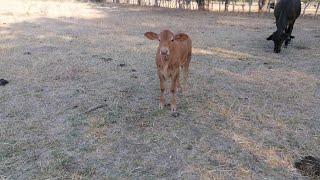 bonitas vacas en Tepames colima