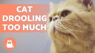 Why is My Cat DROOLING So Much? - Main Causes