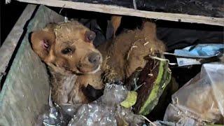 The poor puppy lay helpless in the trash can with his legs immobilized and his eye injured