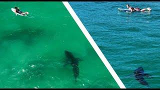 Best Footage of Great White Sharks Near Surfers 2023 4K