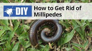 How to Get Rid of Millipedes  DoMyOwn com