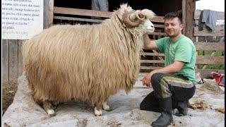 Câte KG de lână are un berbec și o oaie BALĂ după tuns? La povești cu Dănuț de la Negrești-Oaș 2021